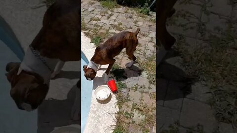 cute dogs having fun