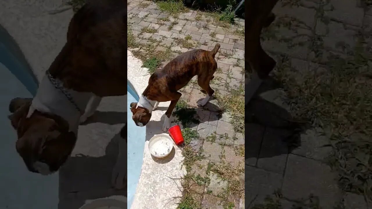cute dogs having fun