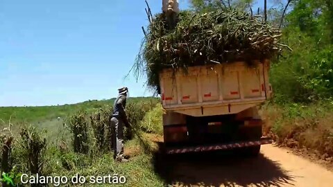 Fazendo carga na caçamba da cerca viva pecado pelado Avelos