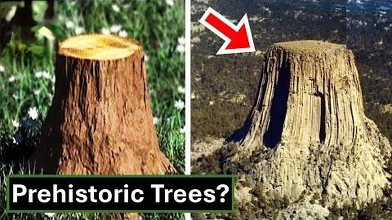 Enormous Pre Ice-Age Trees In America?