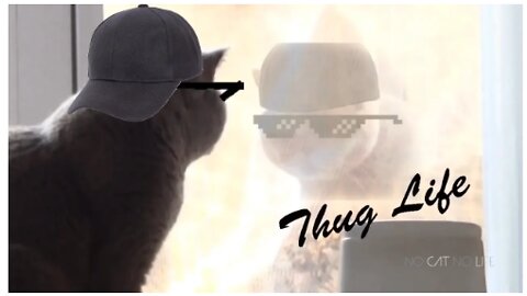 Thug Life Cats