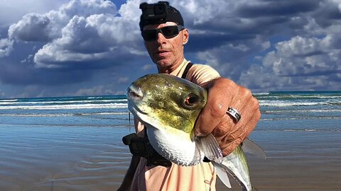 Smooth Puffer-Padre Island National Seashore PINS