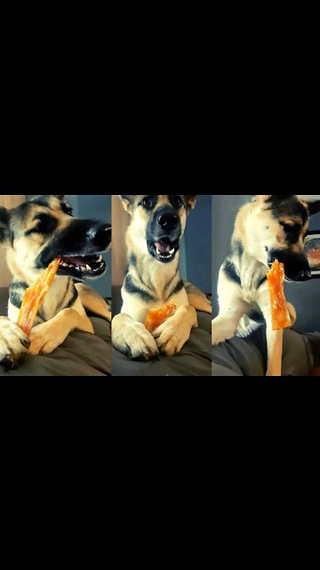 Gerberian Shepsky Enjoying Dehydrated Beef Back Strap | She Looks So Cute When She Chews