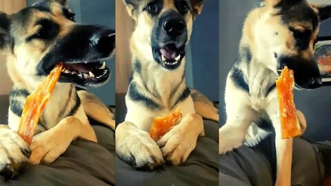 Gerberian Shepsky Enjoying Dehydrated Beef Back Strap | She Looks So Cute When She Chews