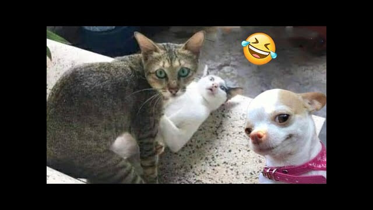 Random Funny Cats And Dogs Videos Compilation