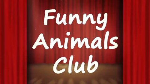 Cats dogs and animal club funny videos#horse #cats #dogs #lion #tiger #funny #laughing