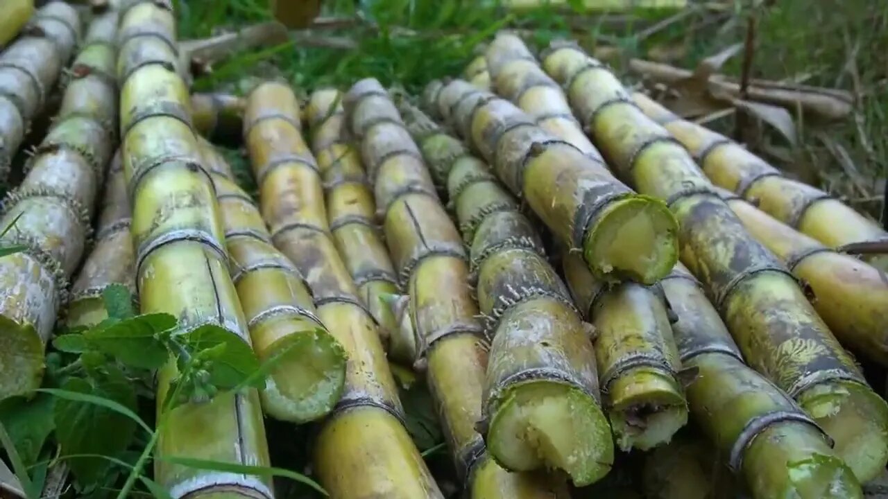 Sugarcane how to do sugar, with 3 hours to boil out 8 catties of sugar, look very simple /3