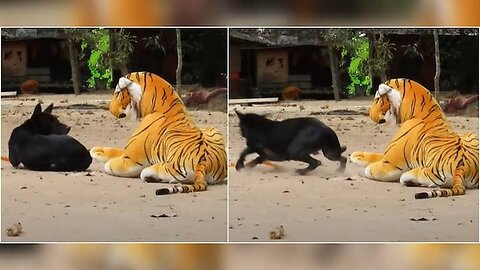 Prank with animals and watch their feelings