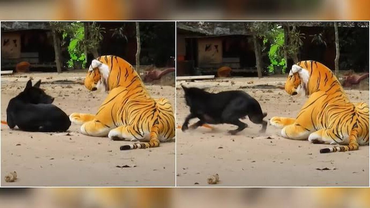 Prank with animals and watch their feelings