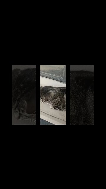 New Kitty? #youtubeshorts #cat #shortsfeed #shortsvideo #catshorts