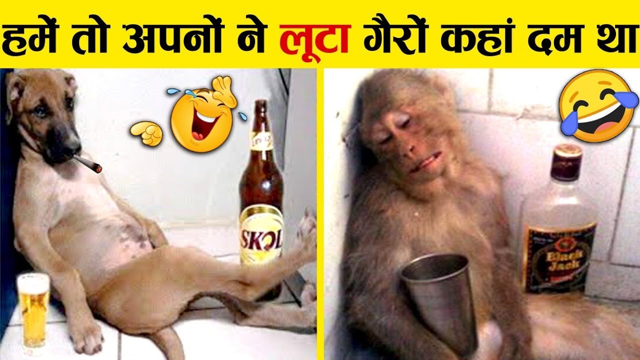 इन जानवरों से पंगा ना बाबा ना 🤣😜.... Funny Animals Video 2022 (Part-3)