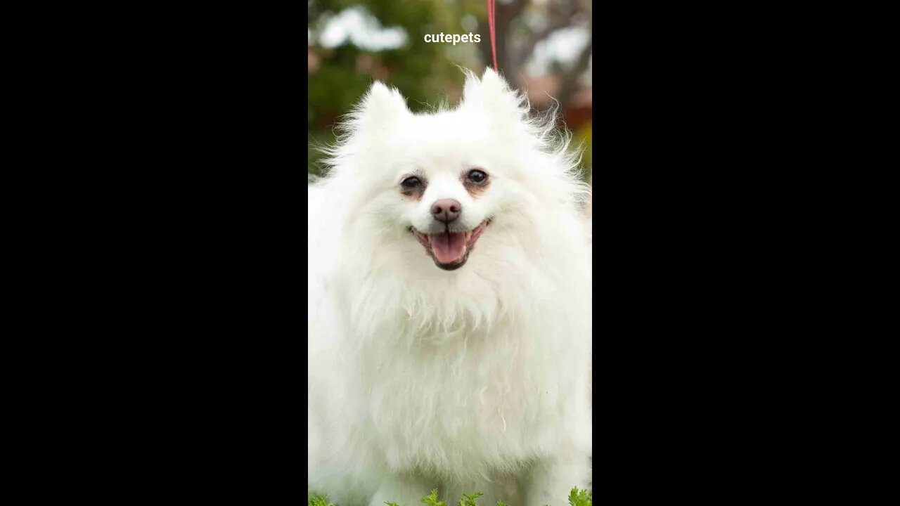 BEST FUNNY PET VIDEOS #10 - Try Not To Laugh #shorts