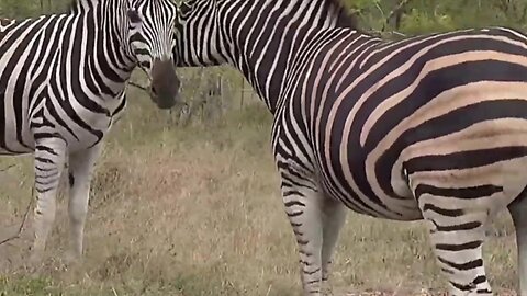 Two beautiful zebras , one female and one Male