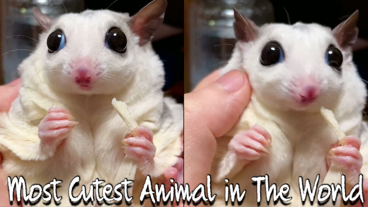 World's Most Cutest Animal I Have Ever Seen in The World !