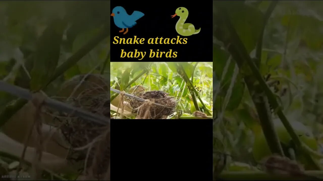 Snake attacks baby birds 🐦#shorts #youtubeshorts #shortvideo