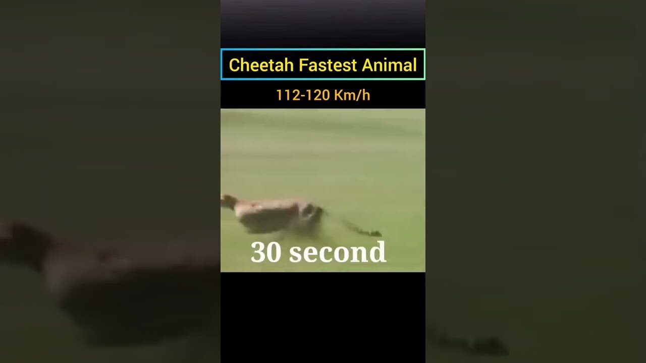 Cheetah Full Speed || Fastest Animal in the world