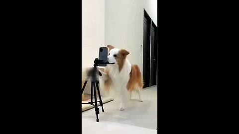 Dancing dog