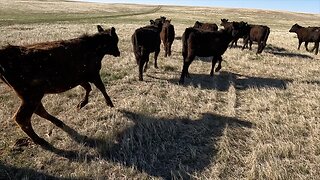 Yearlings on Green Grass