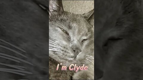 When the cat 🐈 is loving ❤ it. #shorts #youtubeshorts