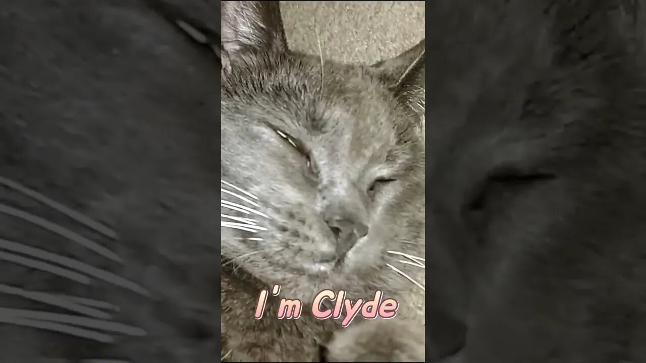 When the cat 🐈 is loving ❤ it. #shorts #youtubeshorts