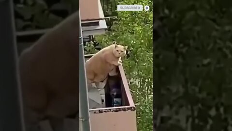 cute cat videos 😹 funny videos 😂 572 😻