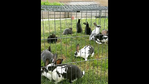 Baby Bunnies Grazing