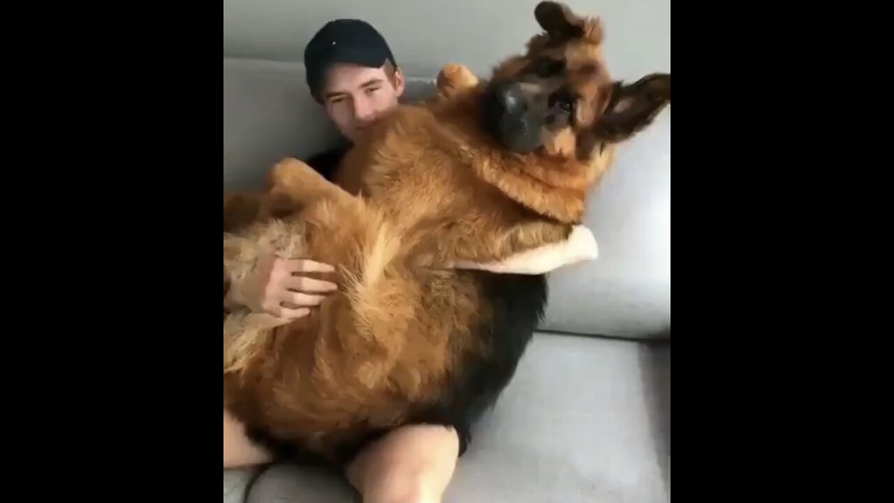 Massive German Sheperd Thinks he’s a Tiny Lap Dog