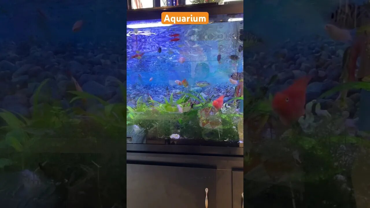 Aquarium