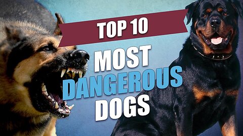 Top 10 most dangerous dogs in the world