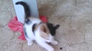 Adorable kitten doesn't trust blueberry