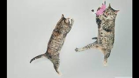 Funniest Animals 2023 😂 Funny Cats and Dogs Videos 😺🐶