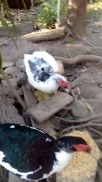 Hello Duckies 🥰🦆🦆🦃 🦃Hello Chooks🥰