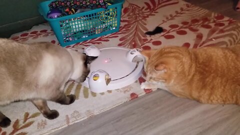 Cat and Mouse Toy