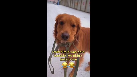 Selection Of Videos With Animals