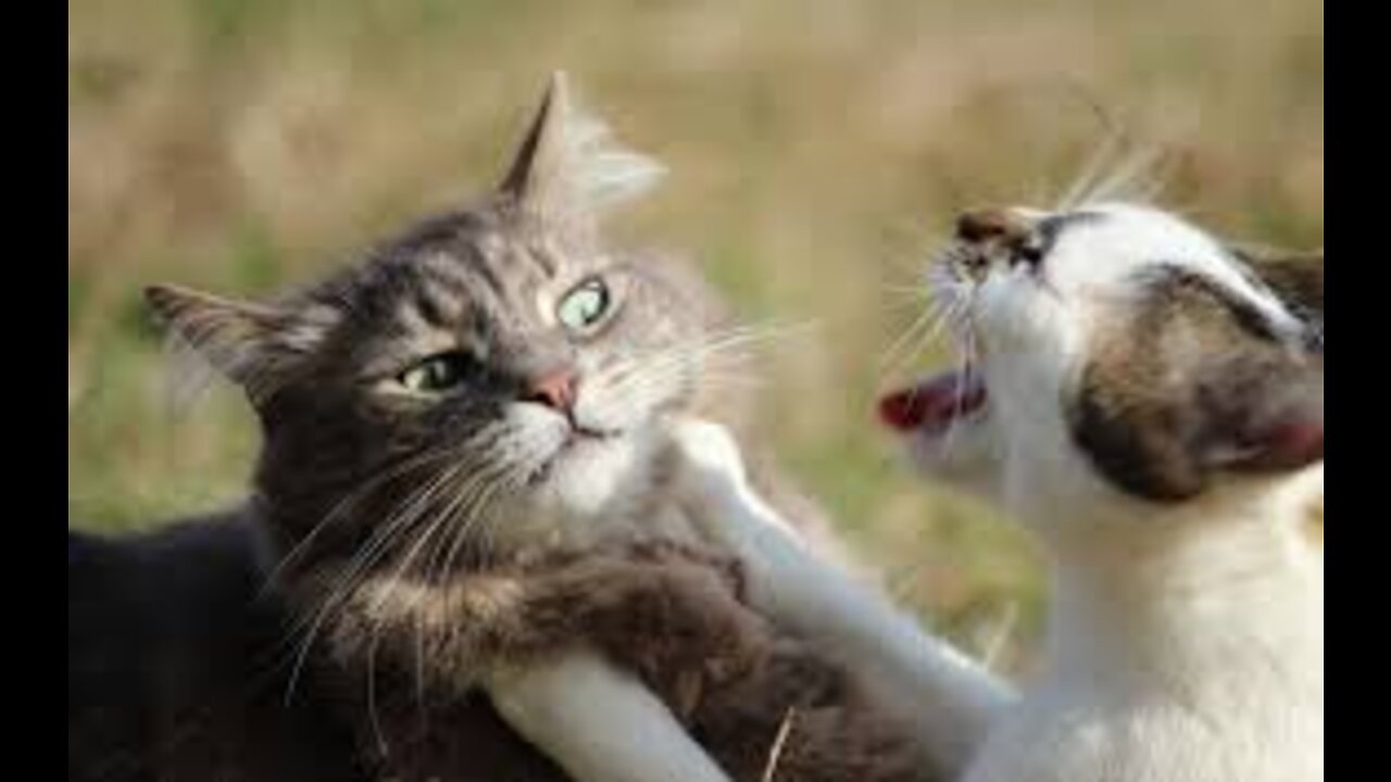 Funny Cat Fighting Vedio that makes you laugh