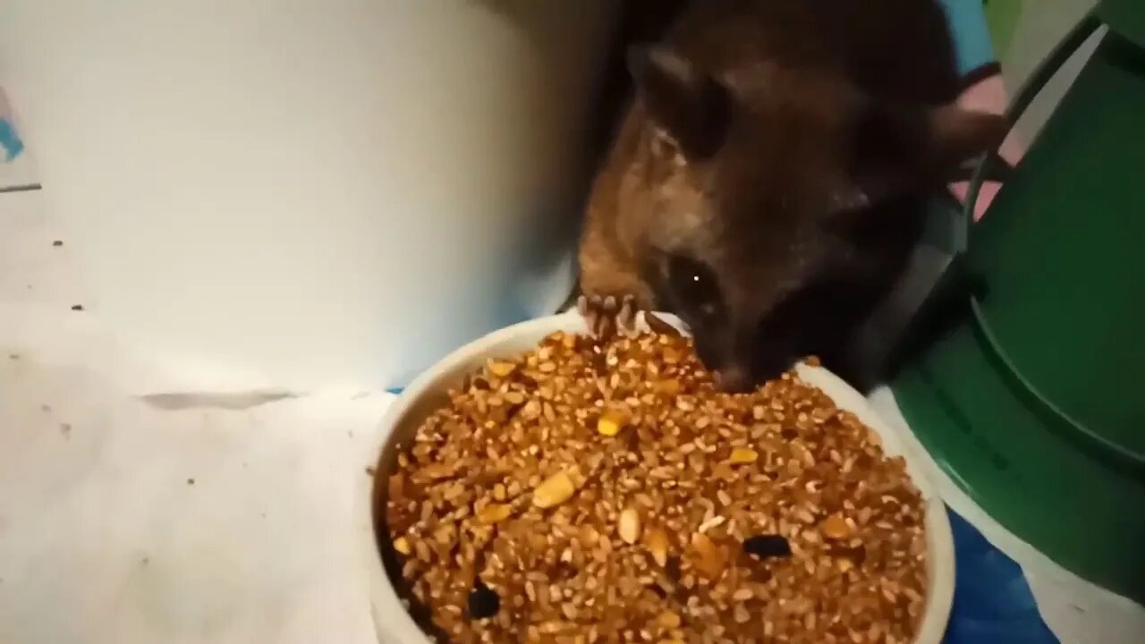 Bandit, the Australian baby Possum, eating grain. Video ( 7 )