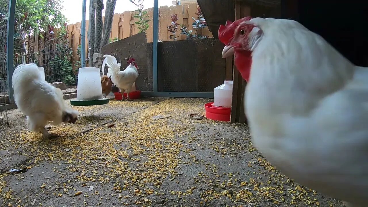 Backyard Chickens Clucking Eating Pecking Scratching Sounds Noises Hens Clucking Roosters Crowing!