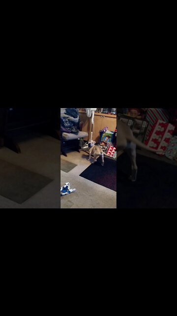 Puppy Lord Belvedere Get Your Tail!