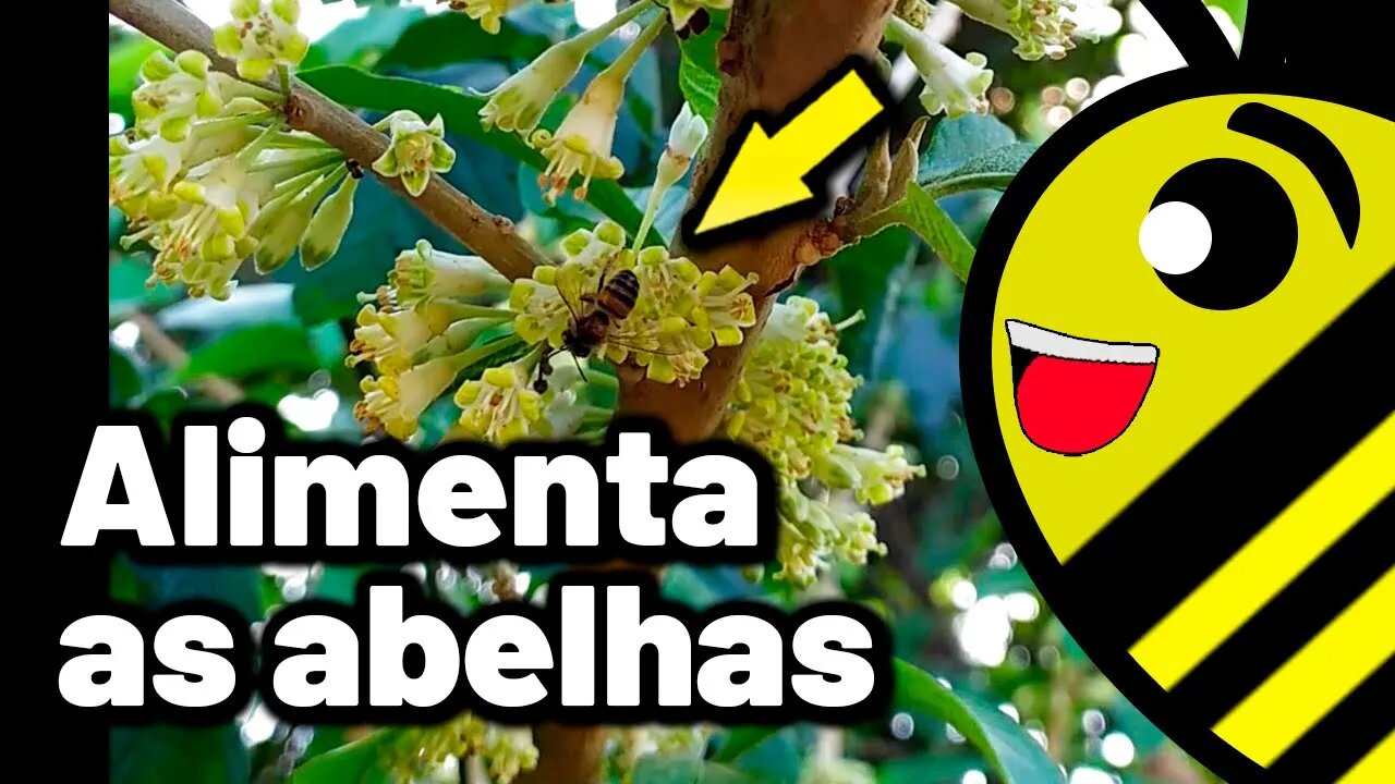 FRUTA DO SABIÁ na beira da estrada | Esta planta ALIMENTA ABELHAS e PÁSSAROS #shorts