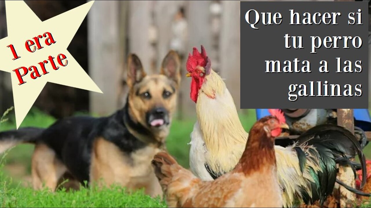 PARTE 1 Que hacer si tu perro mata a las gallinas?