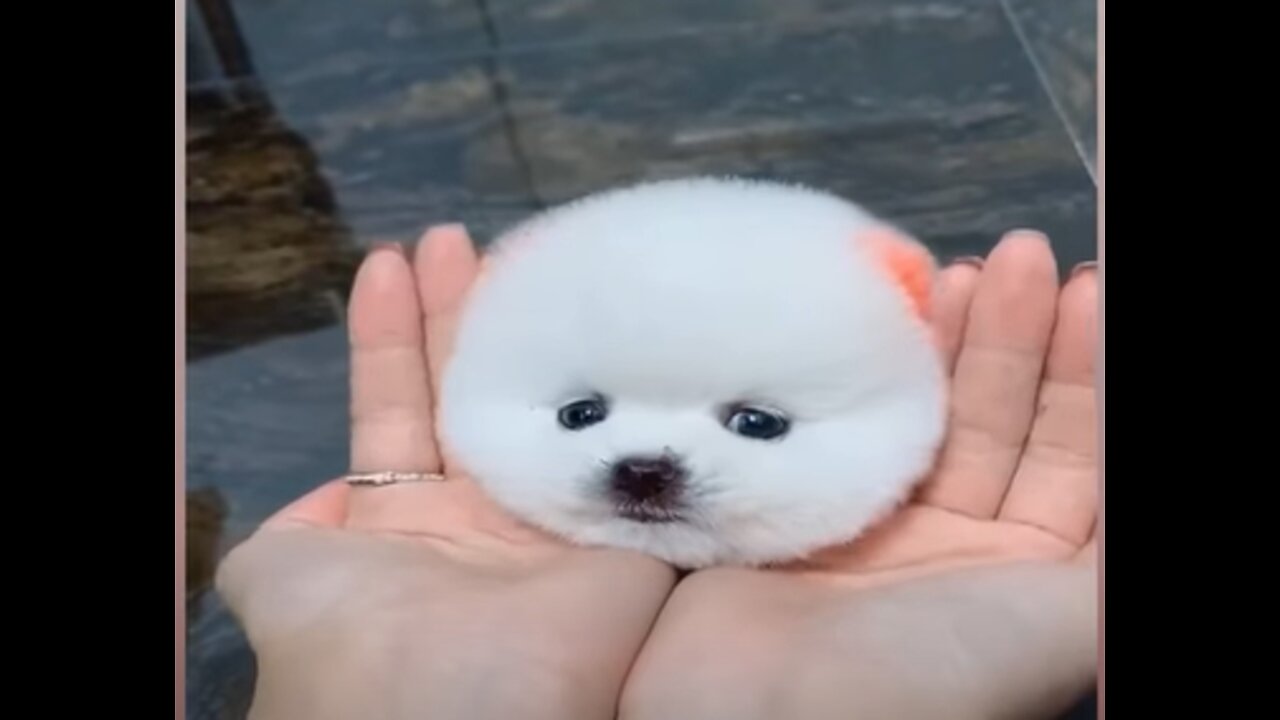 Funny and Cute Dog Pomeranian 😍🐶