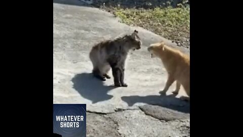 Big cat fight ends in the water #shorts #cat #fight #water