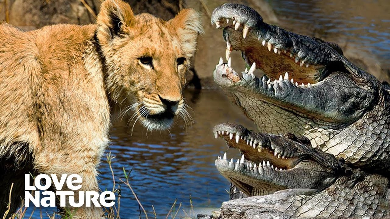 Young Lions Forced to Cross Croc-Infested River | Love Nature