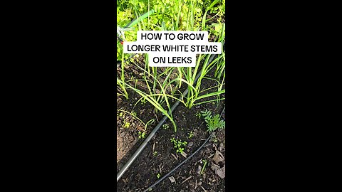 how to grow whiter stems on leeks