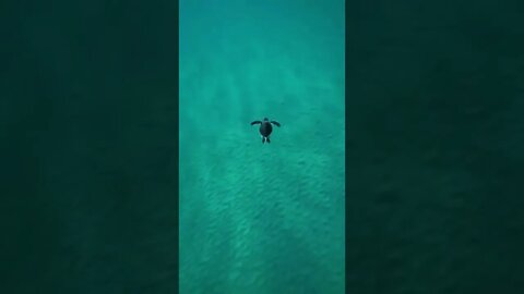 batendo asas no fundo do mar 😲😲