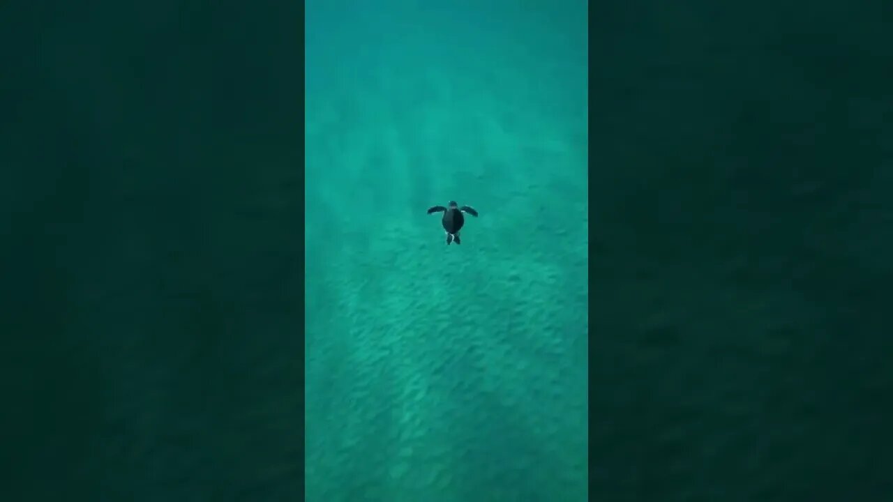 batendo asas no fundo do mar 😲😲