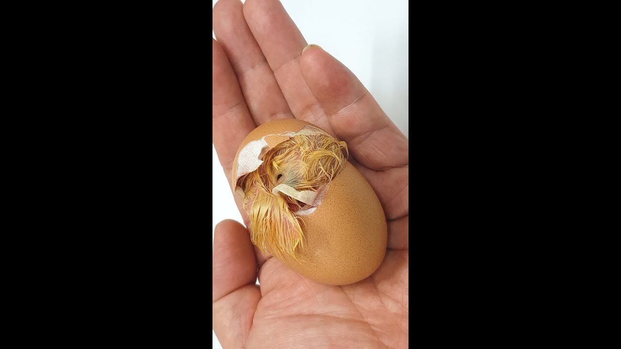 Why You Should Never Help A Hatching Egg