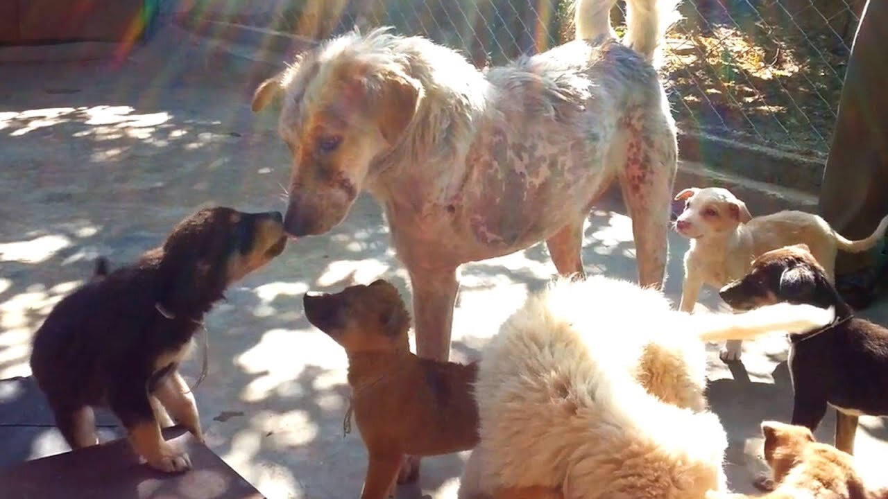 Puppies help injured dog Tony heal at Animal Aid Unlimited, India