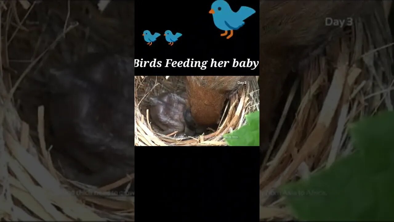 Birds Feeding her baby 2022® #youtubeshorts #shorts #shortvideo