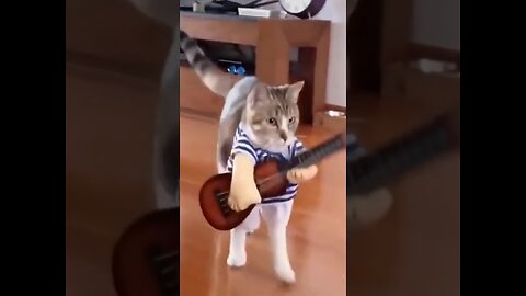 Cats: Funny Videos